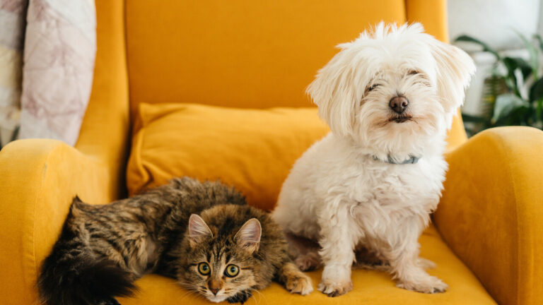 C’era una volta Rex ora i cani si chiamano, Luna, Rum e Sushi – Pets